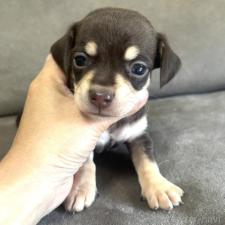 チワックス:チワワ×ミニチュアダックスフンドの子犬