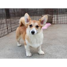 ♀︎ウェルシュコーギーペンブローク