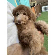 ♀︎スタンダードプードル