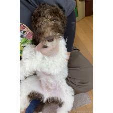 ♀︎スタンダードプードル