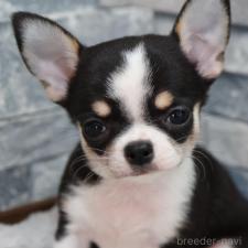 オンライン見学