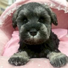 ♀︎ミニチュアシュナウザー