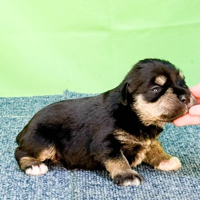 販売中の愛知県のミニチュアシュナウザー-456357の3枚目