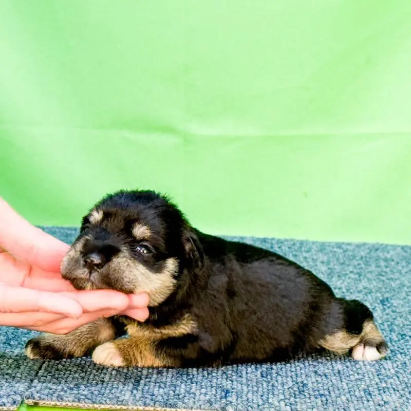 販売中の愛知県のミニチュアシュナウザー-456357の2枚目
