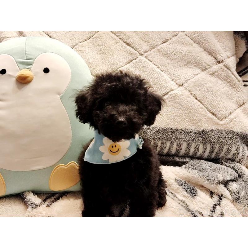 販売中の千葉県のトイプードル-456358の7枚目