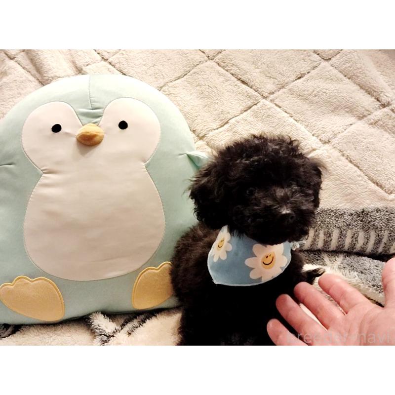 販売中の千葉県のトイプードル-456358の6枚目