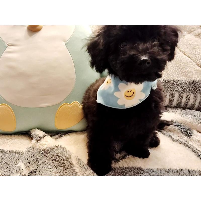 販売中の千葉県のトイプードル-456358の5枚目