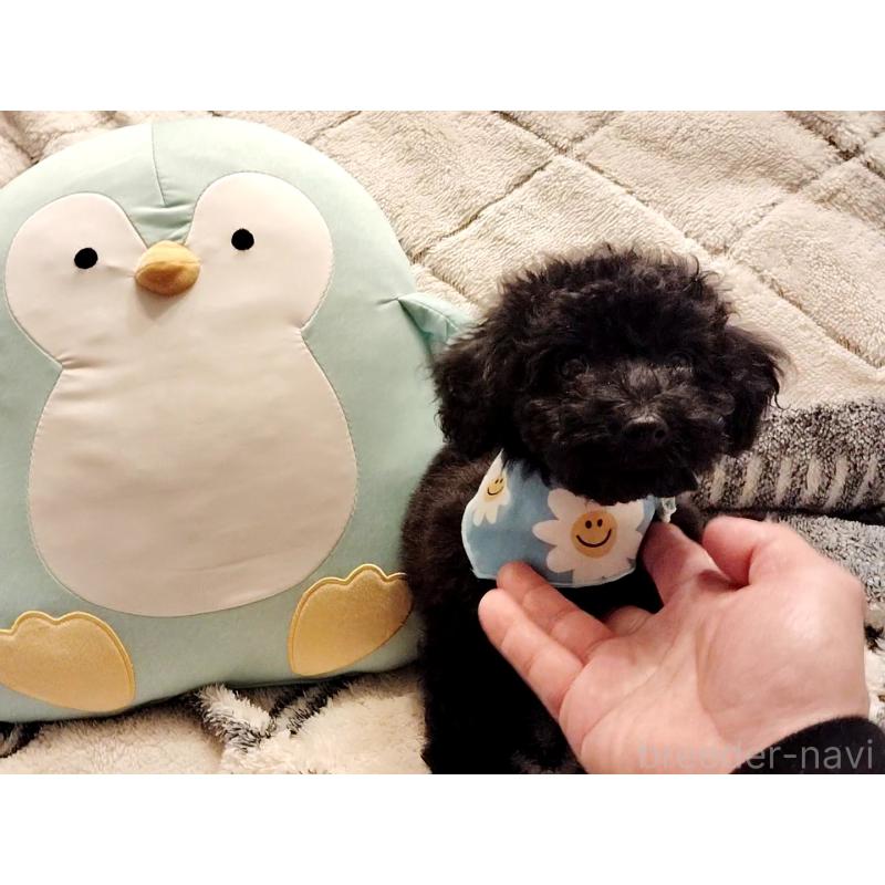 販売中の千葉県のトイプードル-456358の4枚目