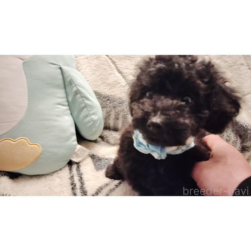 販売中の千葉県のトイプードル-456358の3枚目