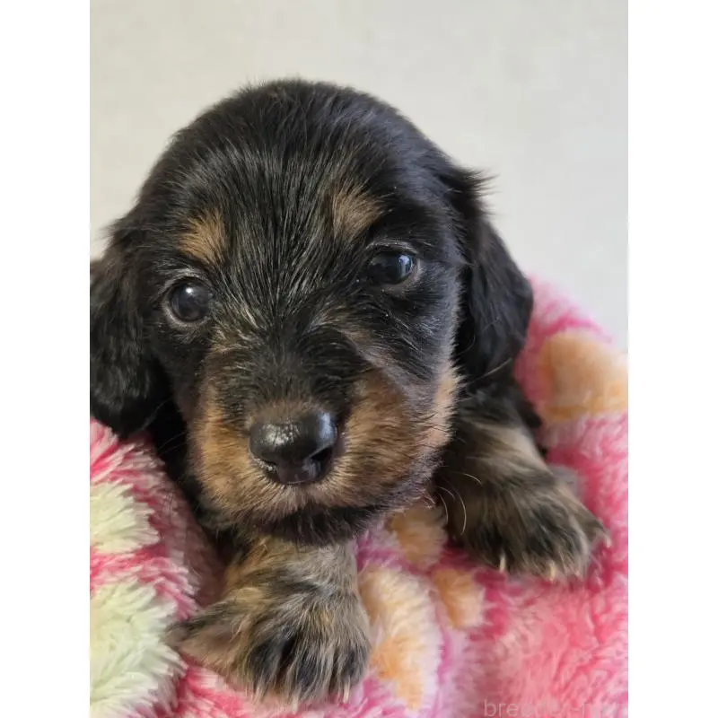 販売中の福岡県のミニチュアダックスフンド(ロングヘアード)-456374の6枚目