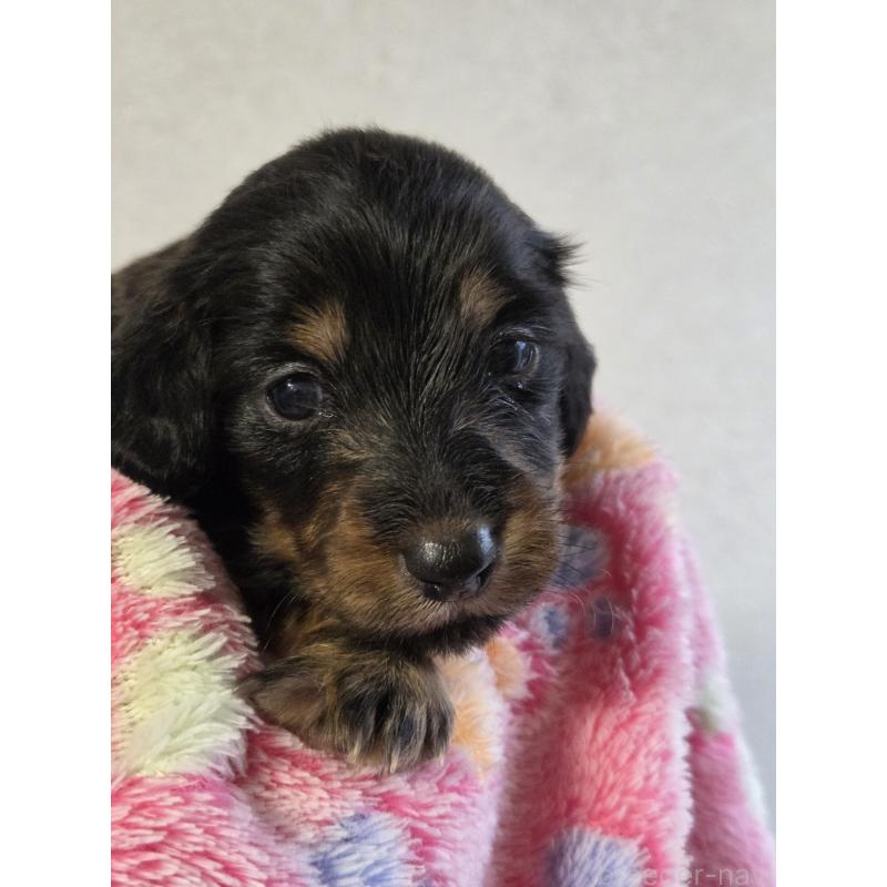 販売中の福岡県のミニチュアダックスフンド(ロングヘアード)-456374の5枚目