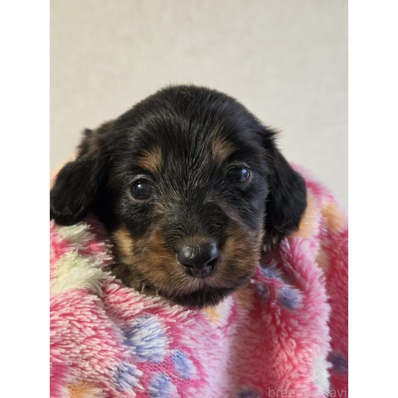 販売中の福岡県のミニチュアダックスフンド(ロングヘアード)-456374の4枚目