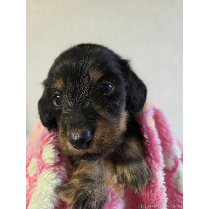 販売中の福岡県のミニチュアダックスフンド(ロングヘアード)-456374の3枚目