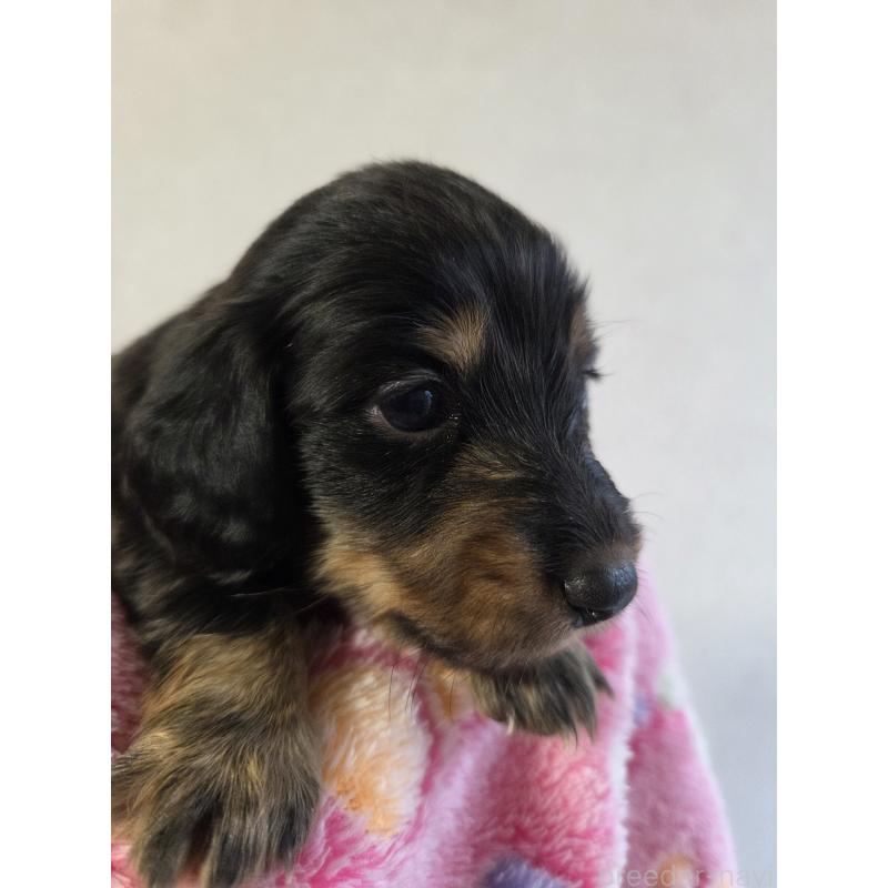 販売中の福岡県のミニチュアダックスフンド(ロングヘアード)-456374の2枚目