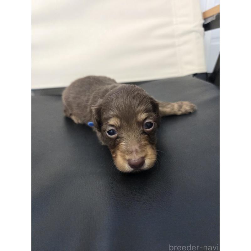 販売中の福岡県のミニチュアダックスフンド(ロングヘアード)-456376の5枚目