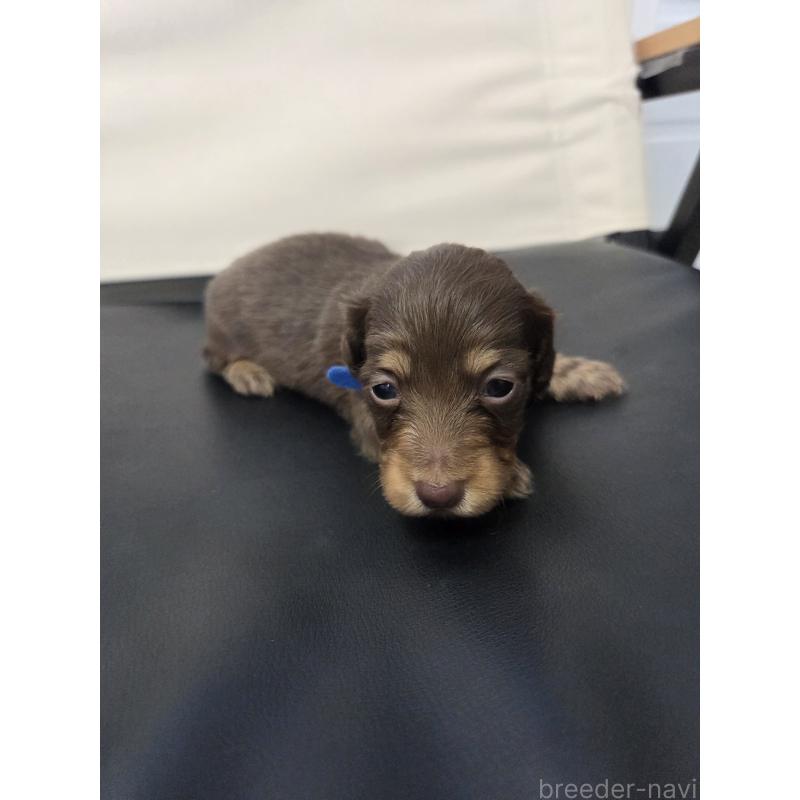 販売中の福岡県のミニチュアダックスフンド(ロングヘアード)-456376の4枚目