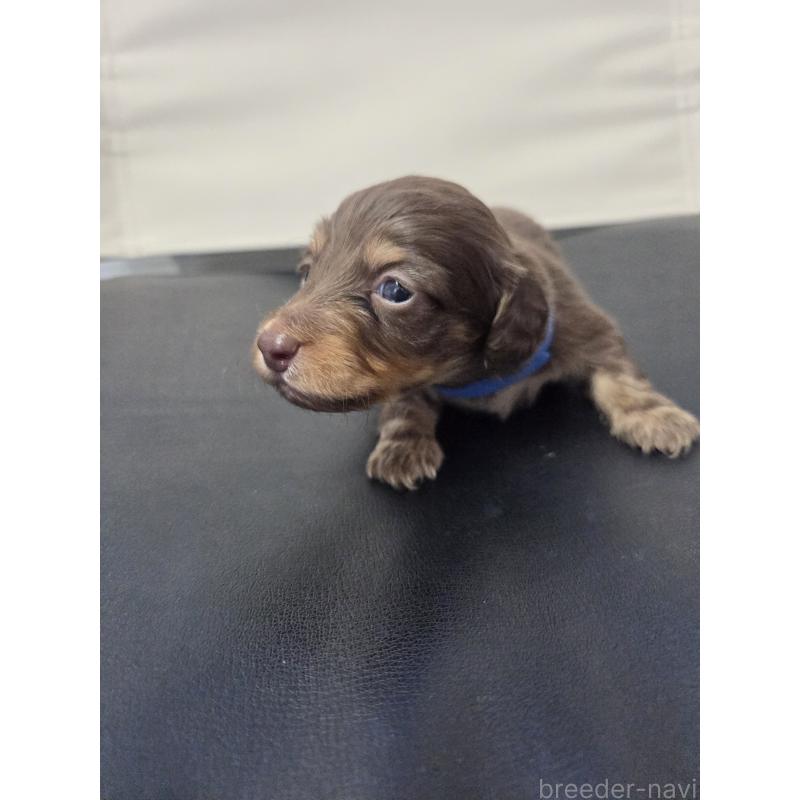 販売中の福岡県のミニチュアダックスフンド(ロングヘアード)-456376の3枚目