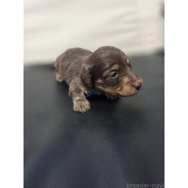 販売中の福岡県のミニチュアダックスフンド(ロングヘアード)-456376の2枚目