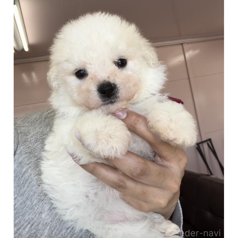 販売中の滋賀県のビションフリーゼ-456375の4枚目