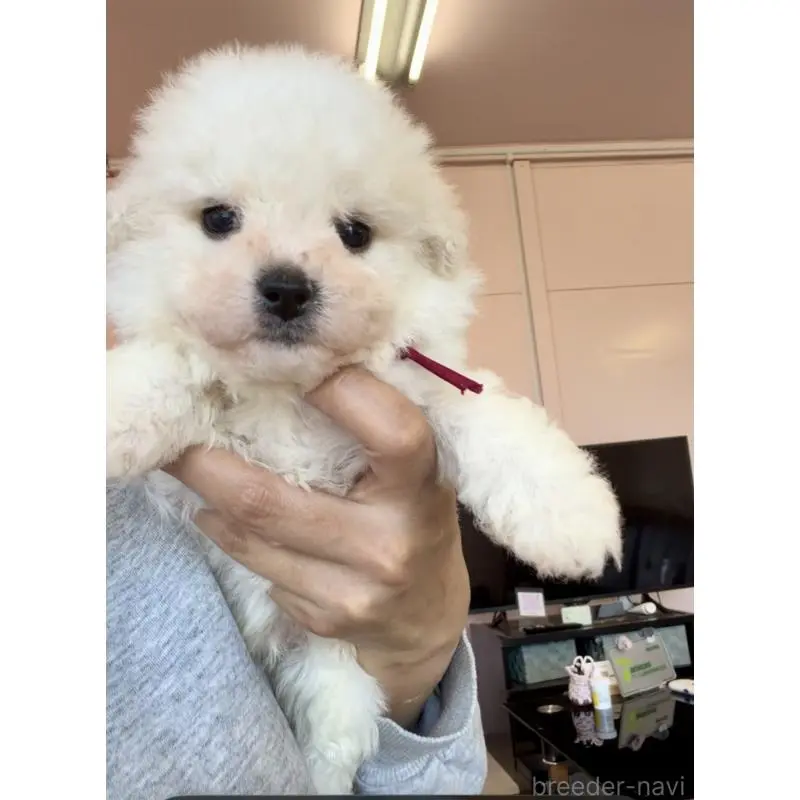 販売中の滋賀県のビションフリーゼ-456375の3枚目