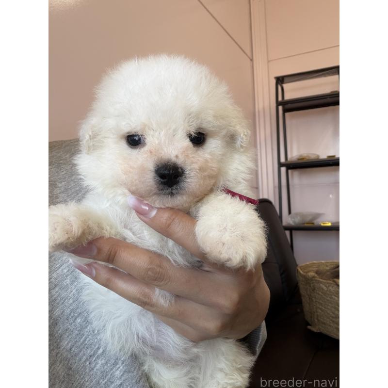 販売中の滋賀県のビションフリーゼ-456375の2枚目