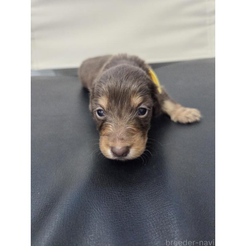 販売中の福岡県のミニチュアダックスフンド(ロングヘアード)-456377の6枚目