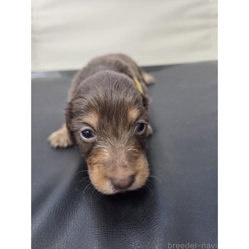 販売中の福岡県のミニチュアダックスフンド(ロングヘアード)-456377の5枚目