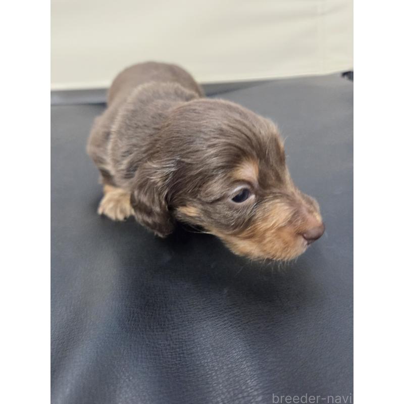 販売中の福岡県のミニチュアダックスフンド(ロングヘアード)-456377の4枚目