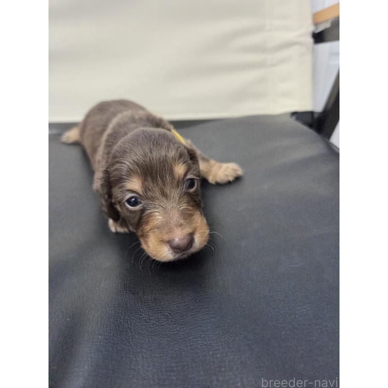 販売中の福岡県のミニチュアダックスフンド(ロングヘアード)-456377の3枚目