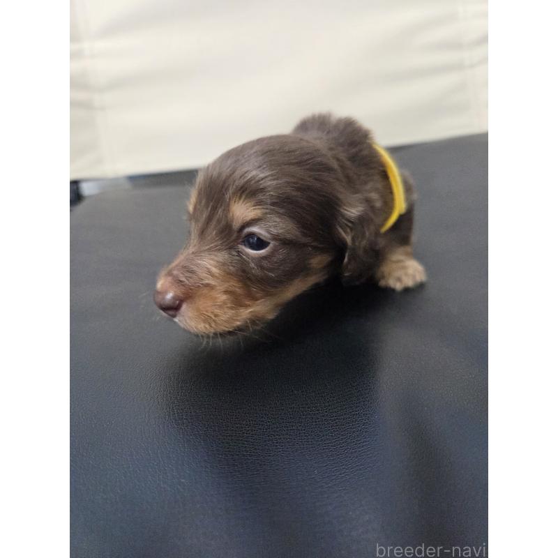 販売中の福岡県のミニチュアダックスフンド(ロングヘアード)-456377の2枚目