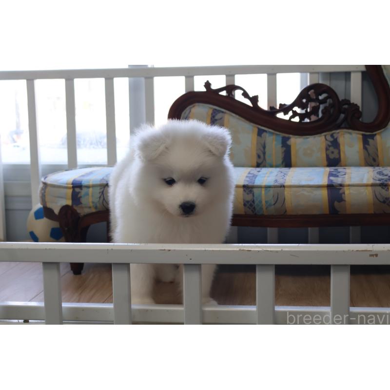 販売中の栃木県のサモエド-453194の16枚目