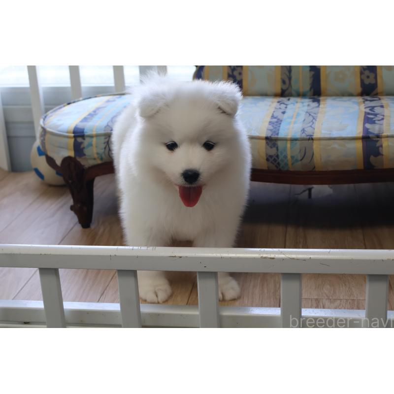 販売中の栃木県のサモエド-453194の15枚目