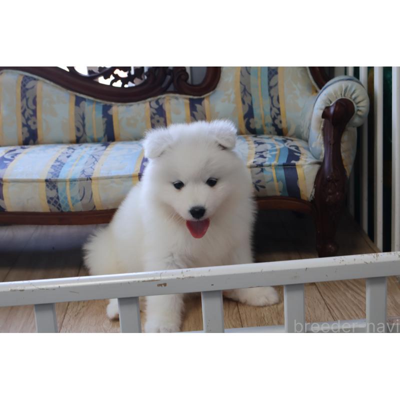 販売中の栃木県のサモエド-453194の14枚目