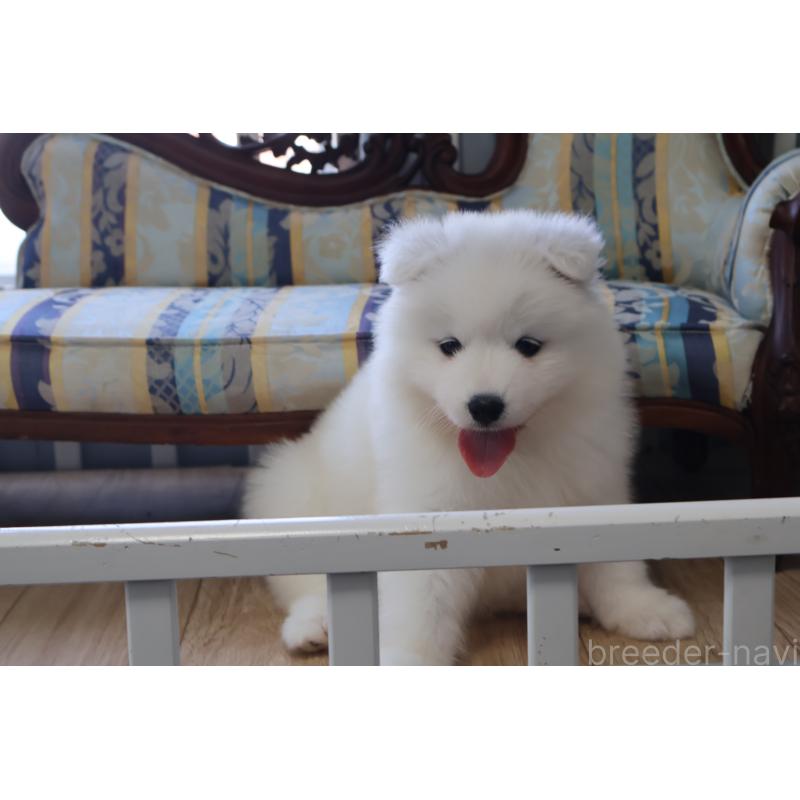 販売中の栃木県のサモエド-453194の13枚目