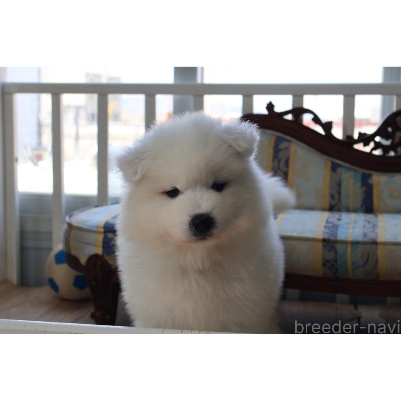 販売中の栃木県のサモエド-453194の12枚目