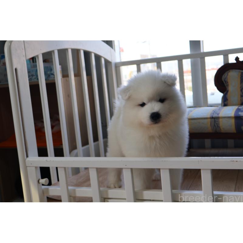 販売中の栃木県のサモエド-453194の10枚目