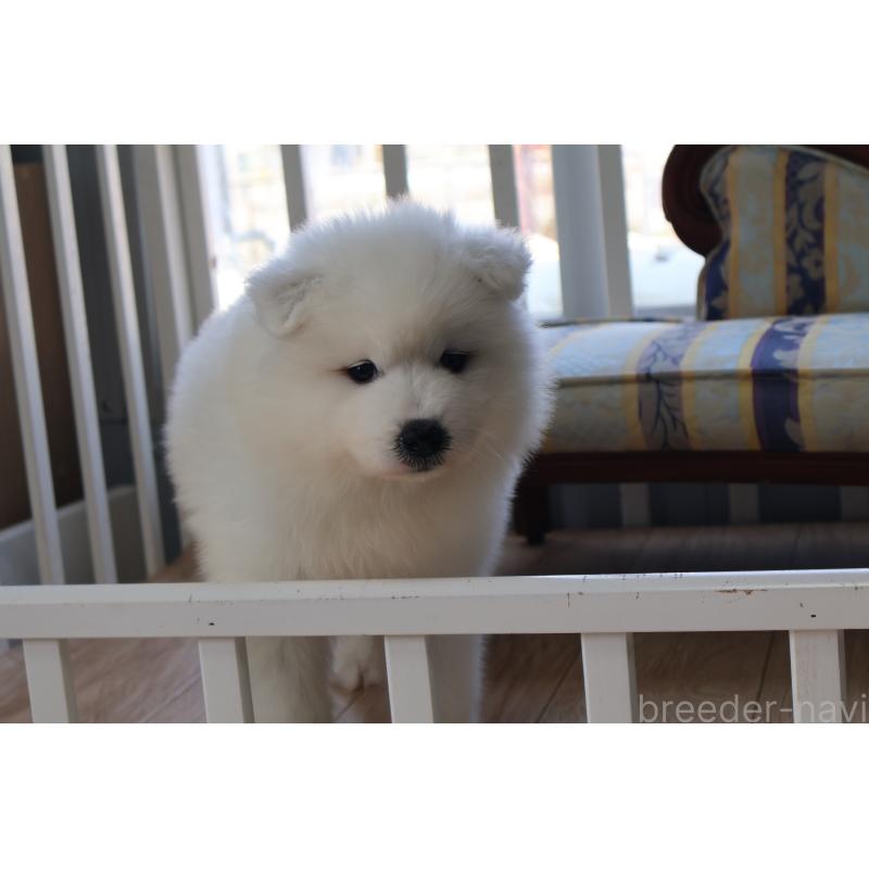 販売中の栃木県のサモエド-453194の9枚目