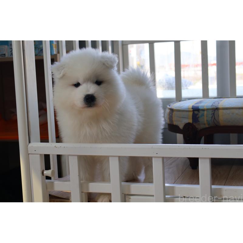 販売中の栃木県のサモエド-453194の8枚目