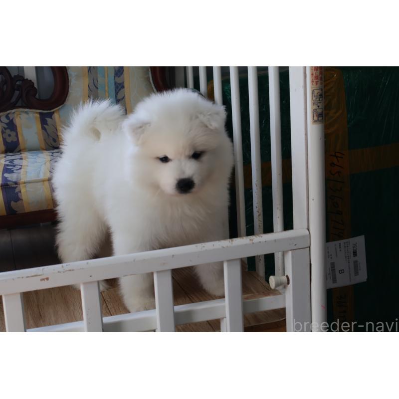 販売中の栃木県のサモエド-453194の7枚目