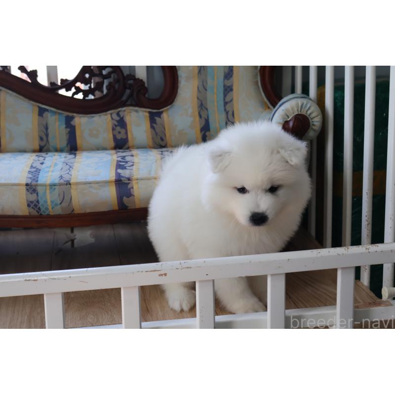 販売中の栃木県のサモエド-453194の6枚目