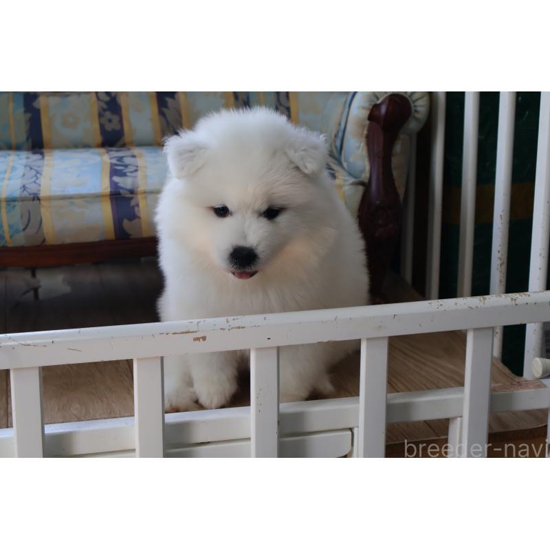 販売中の栃木県のサモエド-453194の5枚目