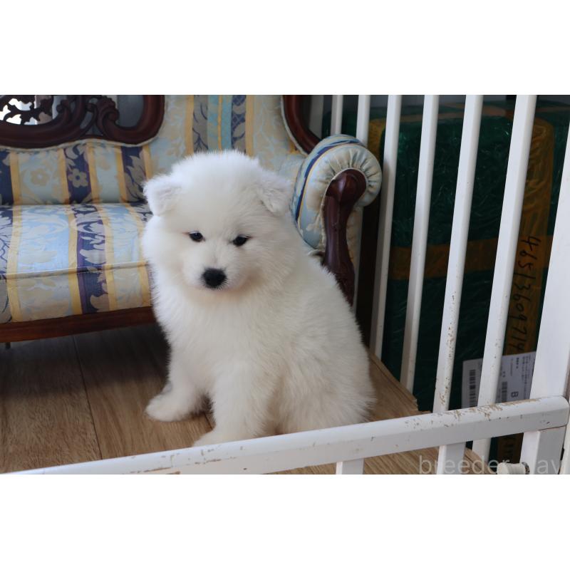 販売中の栃木県のサモエド-453194の4枚目