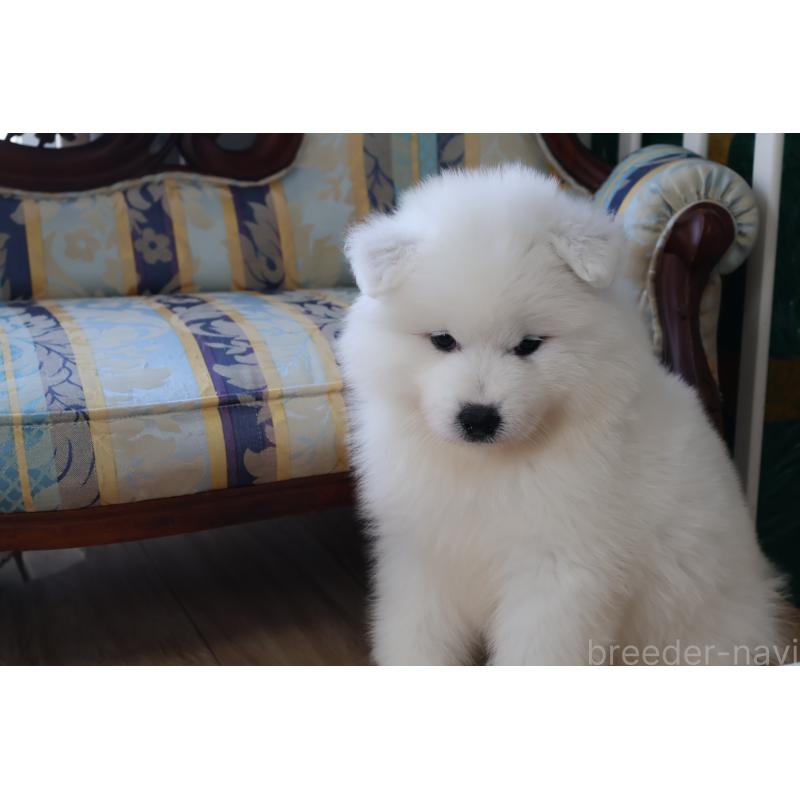 販売中の栃木県のサモエド-453194の2枚目