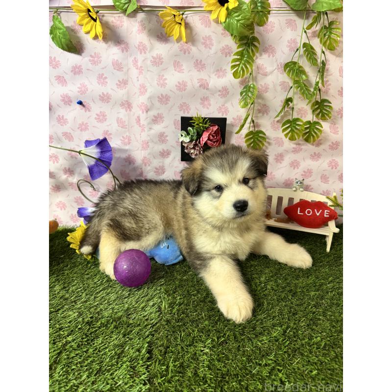 販売中の静岡県のアラスカンマラミュート-456378の8枚目