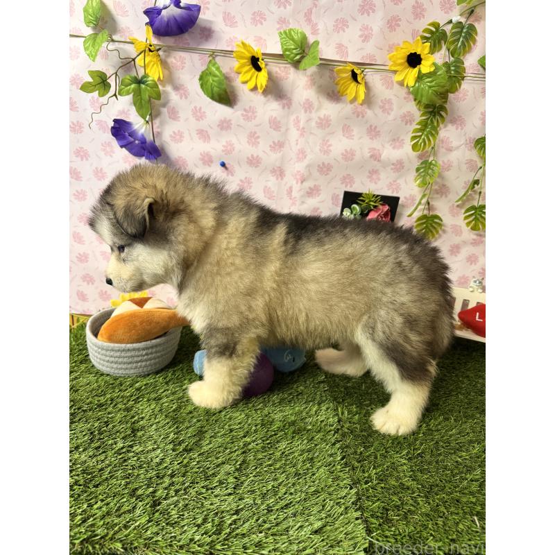 販売中の静岡県のアラスカンマラミュート-456378の7枚目