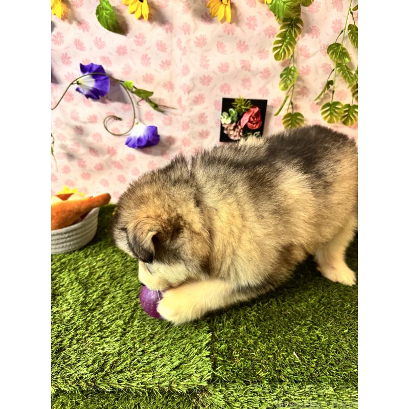 販売中の静岡県のアラスカンマラミュート-456378の6枚目