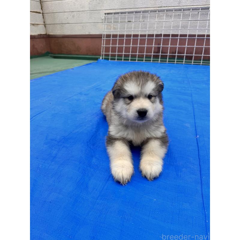 販売中の静岡県のアラスカンマラミュート-456378の5枚目