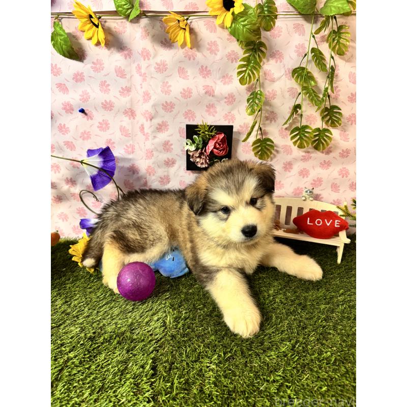 販売中の静岡県のアラスカンマラミュート-456378の4枚目