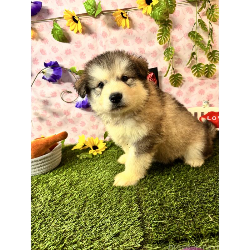 販売中の静岡県のアラスカンマラミュート-456378の3枚目