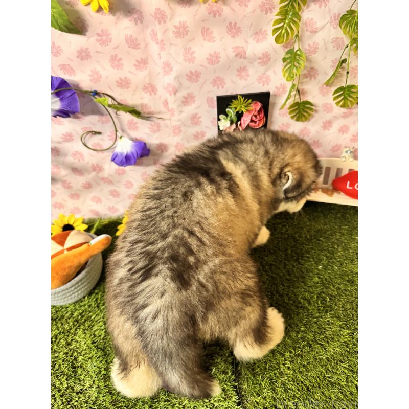 販売中の静岡県のアラスカンマラミュート-456378の2枚目